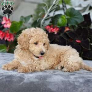 Chief, Bich-Poo Puppy
